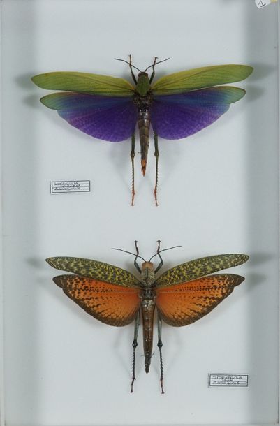 Boite d'insectes Lophacris albipes et Tropidacris dux 2 criquets géants colorés ...