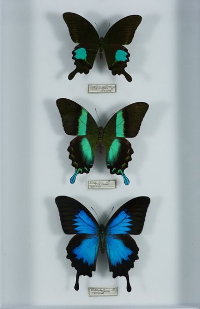 Boite d'insectes Papilio ulysses Céram, blumei Célébes et paris gedeensis Java m...