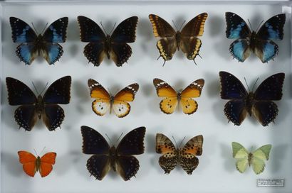 Boite d'insectes Nymphalidae d'Afrique 12 ex