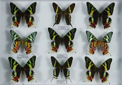 Boite d'insectes Urania ripheus Madagascar, Leilus Pérou et fulgens Colombie 9ex