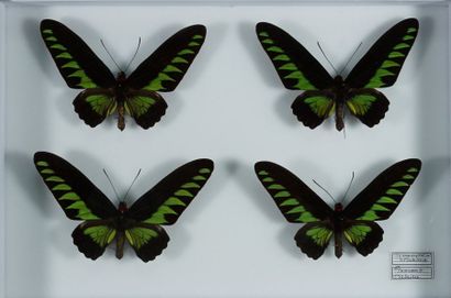 Boite d'insectes Trogonoptera brookiana mâles Malaisie