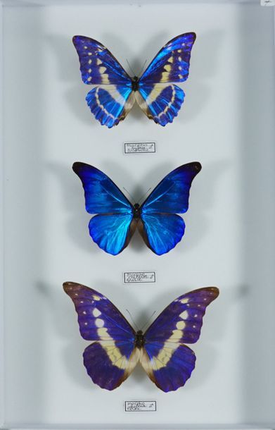 Boite d'insectes Morpho cypris Colombie,rhetenor Amazonie et helena Pérou, mâles...