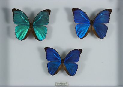 Boite d'insectes Morpho menelaus 3 mâles colorations diverses Amazonie