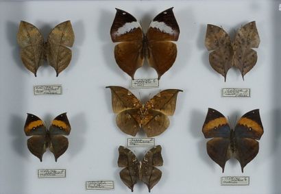 Boite d'insectes Papillons feuilles : Kallima inachus et paralekta femelle, Doleschelia...