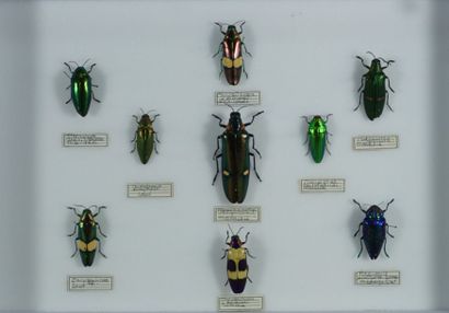 Boite d'insectes Buprestidae, 9 coléoptères Péninsule malaise et Madagascar