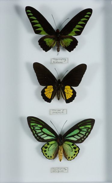Boite d'insectes Ornithoptera priamus ,Trogonoptera brookiana et Troides 3 mâles...