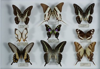 Boite d'insectes Graphium weiskei Papouasie et divers Rhopalocères exotiques 9 e...