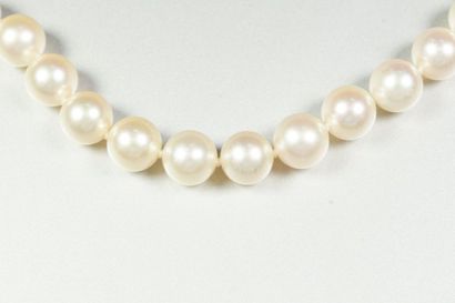 null Collier de perles de culture en choker (diamètre 7-7.5 mm), le fermoir en or...