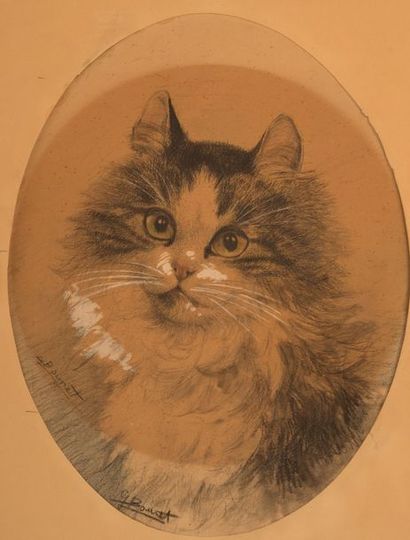 GERMAINE BOURET Portrait de chat.Fusain et gouache sur papier, signé en bas à gauche....