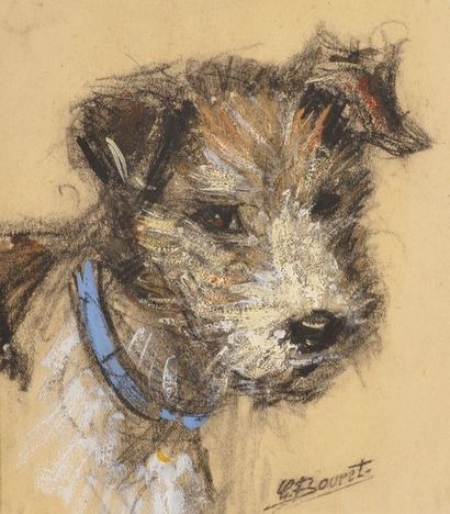 GERMAINE BOURET Portrait de chien. Fusain et gouache sur papier, monté sur carton,...