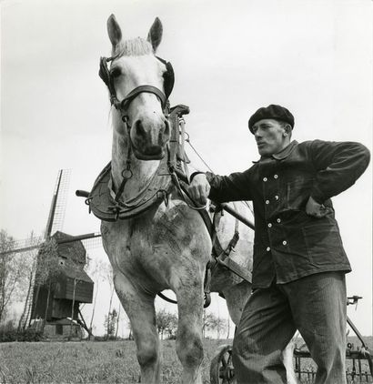 France Homme avec son cheval de trait, Lens, 1954.. Tirage argentique d’époque, annoté...