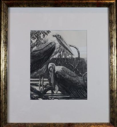Paul JOUVE d’après. Pelican, color engraving. 29 x 22 cm