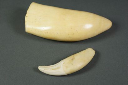 null Lot comprenant une dent et une défense de phacochère. H. 8,2 cm et 13 cm.