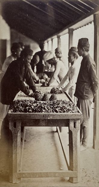 CEYLAN Le thé : plantation, récolte, séchage, stockage, ca. 1890. Photographies....