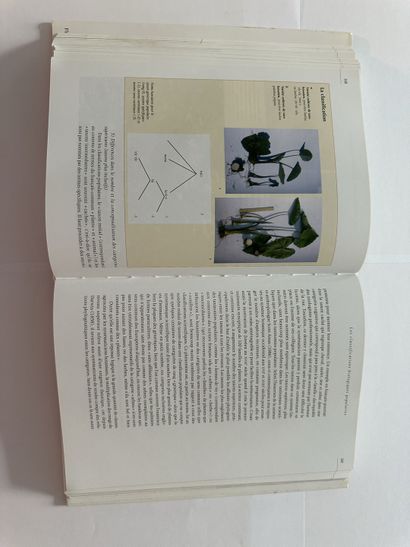 Francis Hallé. The origins of plants. Published in Paris by Fayard in 2008. In-4...