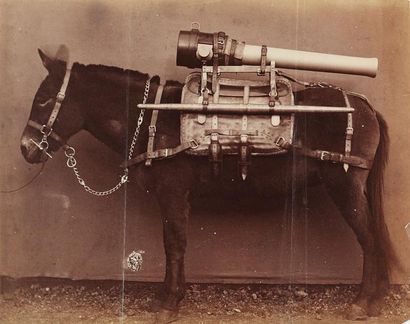 ANONYME Mules servant au transport d'artillerie de montagne; pièces d'artillerie,...
