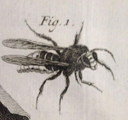[BAZIN, Gilles-Augustin] Abrégé de l'histoire des insectes, pour servir de suite...