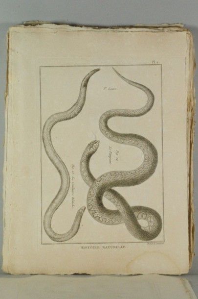 null Gravure en noir XVIIIème, provenant d’ouvrages d’histoire naturelle , dimensions...