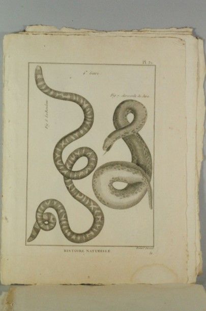 null Gravure en noir XVIIIème, provenant d’ouvrages d’histoire naturelle , dimensions...