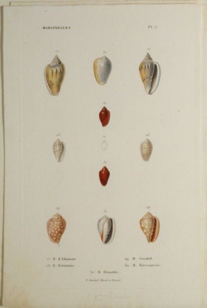 null Gravure en couleurs XIXème siècles, provenant d’ouvrages d’histoire naturelle...
