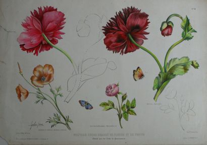 null Fleurs, 10 lithographies aquarellées, fin XIXè et début XXè