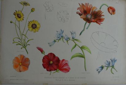 null Fleurs, 10 lithographies aquarellées, fin XIXè et début XXè