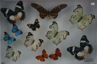 null Boite d'insectes ou papillons naturalisés Envolée de 12 lépidoptères Afriqu...