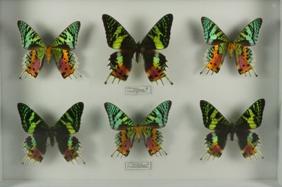 Papillons naturalisés Urania ripheus 6 ex Madagascar