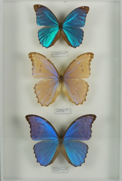 Papillons naturalisés Morpho godarti Bolivie, M didius Pérou et M menelaus Brésil...