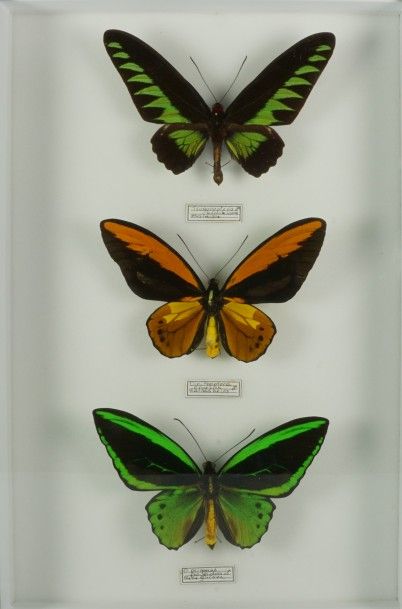 Papillons naturalisés Ornithoptera priamus poseidon Papouasie, O croesus lydius Moluques...