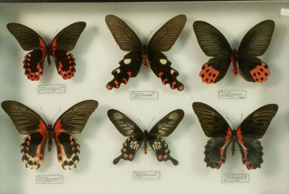 null Boite d'insectes naturalisés Papilio rumanzovia, 1mâle et 2 femelles aristolochiae,polyeuctes,horishanus...