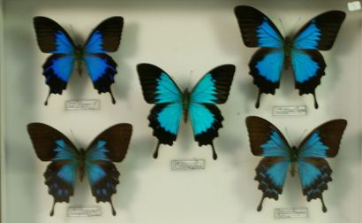 null Boite d'insectes naturalisés Papilio ulysses autolychus mâle, telegonus femelle...