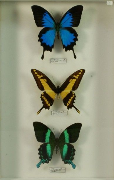 null Boite d'insectes naturalisés Papilio blumei Celebes, thoas Pérou et ulysses...