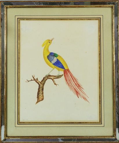 ÉCOLE anglaise vers 1830 Oiseau, gouache en couleur 22 x 17 cm