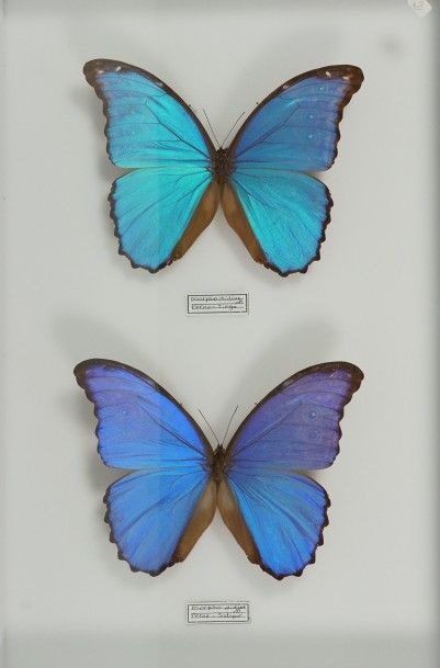 Insectes naturalisés Morpho didius mâles Pérou ex colorations diverses