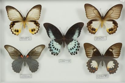 Insectes naturalisés Papilio polimnestor mâle Assam,Papilio aegus aegus, othello...
