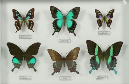 Insectes naturalisés Papilio peranthus Morotai, paris Palawan, bianor Japonblumei...