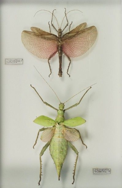 Insectes naturalisés Heteropteryx dilatata couple Malaisie. Phasme au dimorphisme...