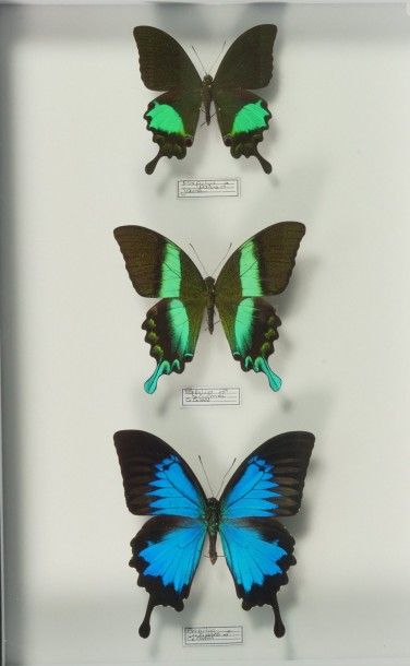 Insectes naturalisés Papilio ulysses Céram, paris Java et blumei Célèbes 3 males...