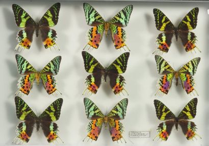 Insectes naturalisés Urania ripheus 9 ex Madagascar.Papillons de nuit qui volent...