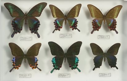 Insectes naturalisés Papilio divers bianor Japon, formes d'été, couples, etc.   
