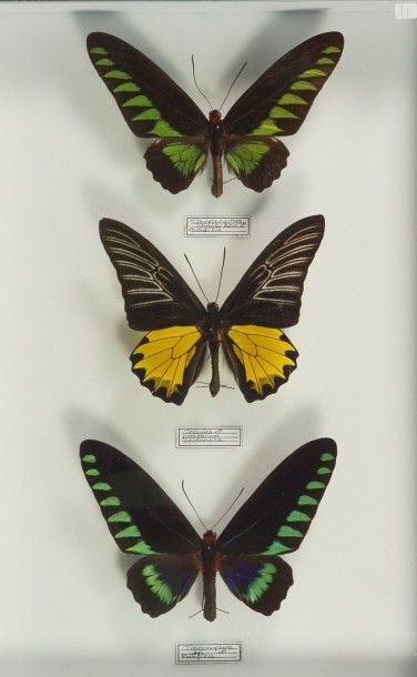 Insectes naturalisés Trogonoptera et troides Indo australie.
