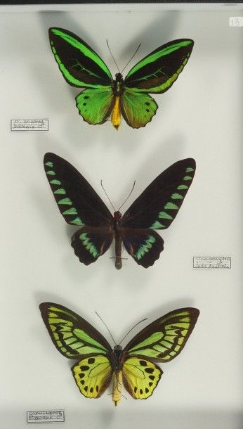 Insectes naturalisés Ornithoptera et Trogonoptera.