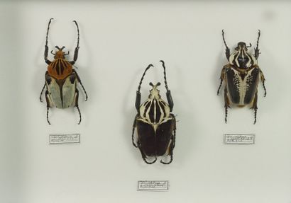 Insectes naturalisés Goliathus goliatus couple et cacicus male Les plus grandes cétoines...