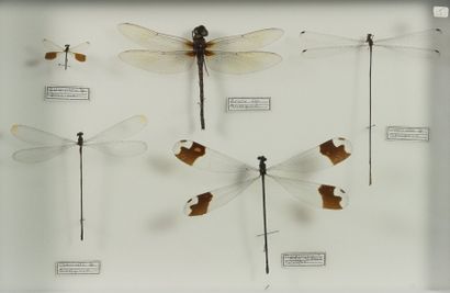 Insectes naturalisés Libellules et demoiselles exotiques dont Megaloprepus. 