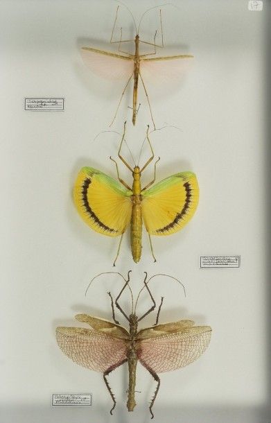 Insectes naturalisés Phasmidae divers ailés 3 ex Malaisie, Buru.