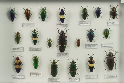 Insectes naturalisés Buprestidae divers 20 ex  dont certains rares.
