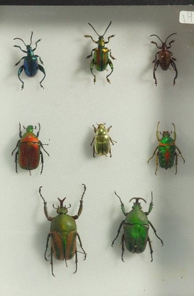 Insectes naturalisés Plusiotis resplendens, le  rare scarabée d'or de Panama, Cétoines...