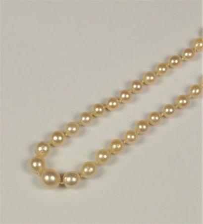 null Collier de perles de culture en chute fermoir or gris 18K (750/oo).