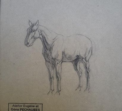 Eugène PECHAUBES (1890-1967) « Étude de cheval », dessin à la mine de plomb, cachet...